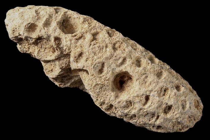 Fossil Cycadophyte Seed Cone - Boujdour, Morocco #87610